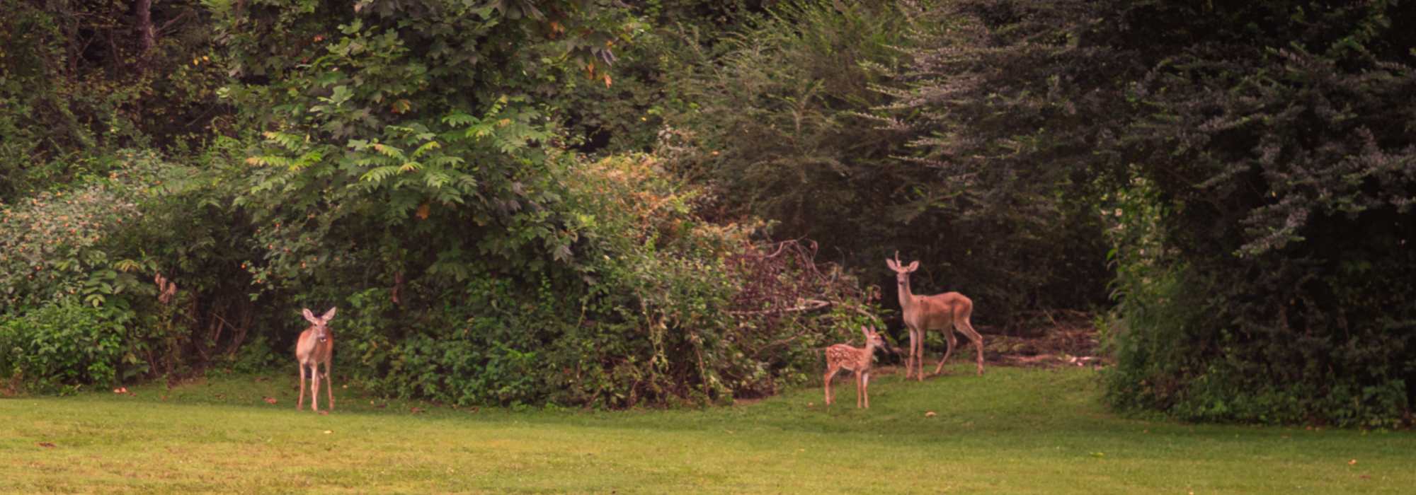 Drone view of Franklin RV Park